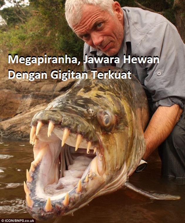 Megapiranha, Jawara Hewan Dengan Gigitan Terkuat