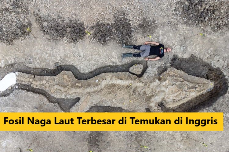 Fosil Naga Laut Terbesar di Temukan di Inggris